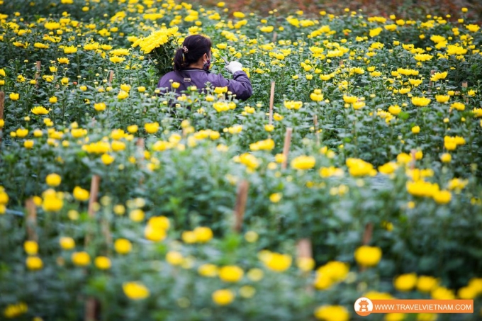 Tay Tuu flower field_20
