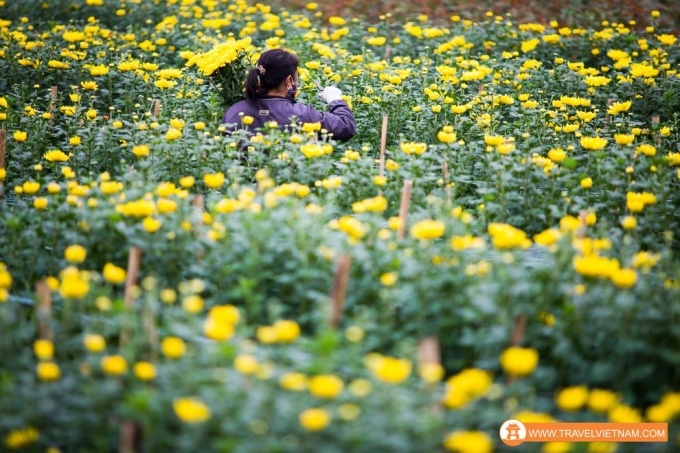 Tay Tuu flower field_20