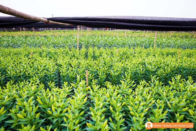 Tay Tuu flower field_4