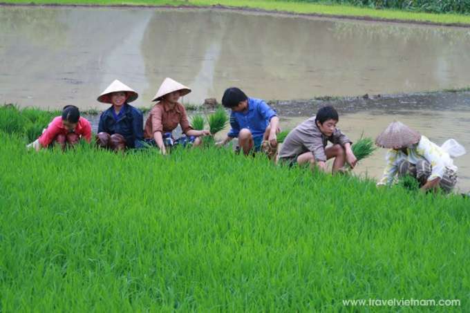 Transplanting rice in Ha Giang